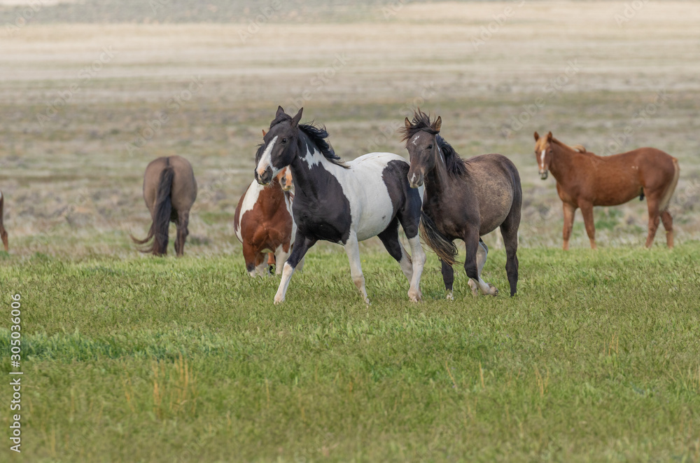 Wild Horses in Spring in the Utah Desert Wild Horses in Spring in the Utah Desert