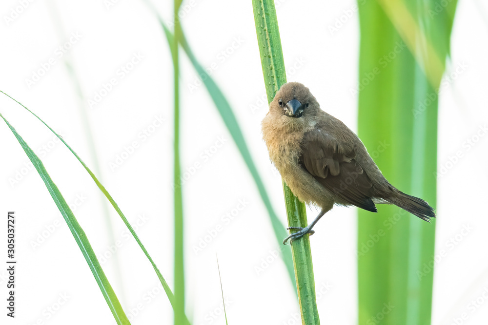 Juvenile Scaly-Breasted Munia perching on grass blade Juvenile Scaly-Breasted Munia perching on grass blade