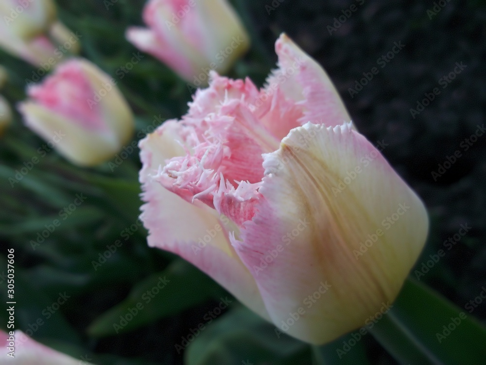 Yellow-pink Tulip, macro