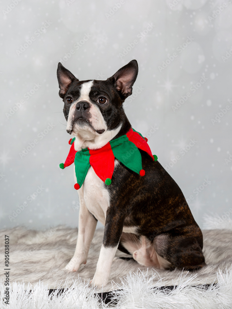 Boston terrier portrait in a studio and Christmas outfit.