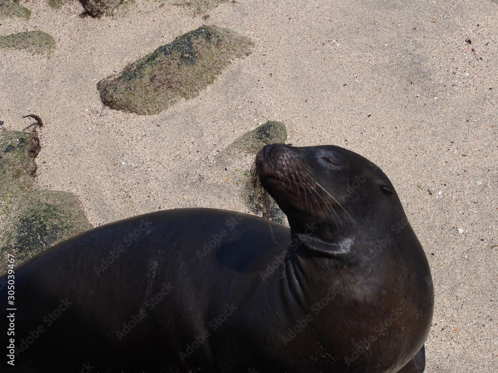 Fototapeta premium A sea lion relaxing on the beach, Santa Cruz Island (Isla Santa Cruz) is one of the Galápagos Islands, Ecuador