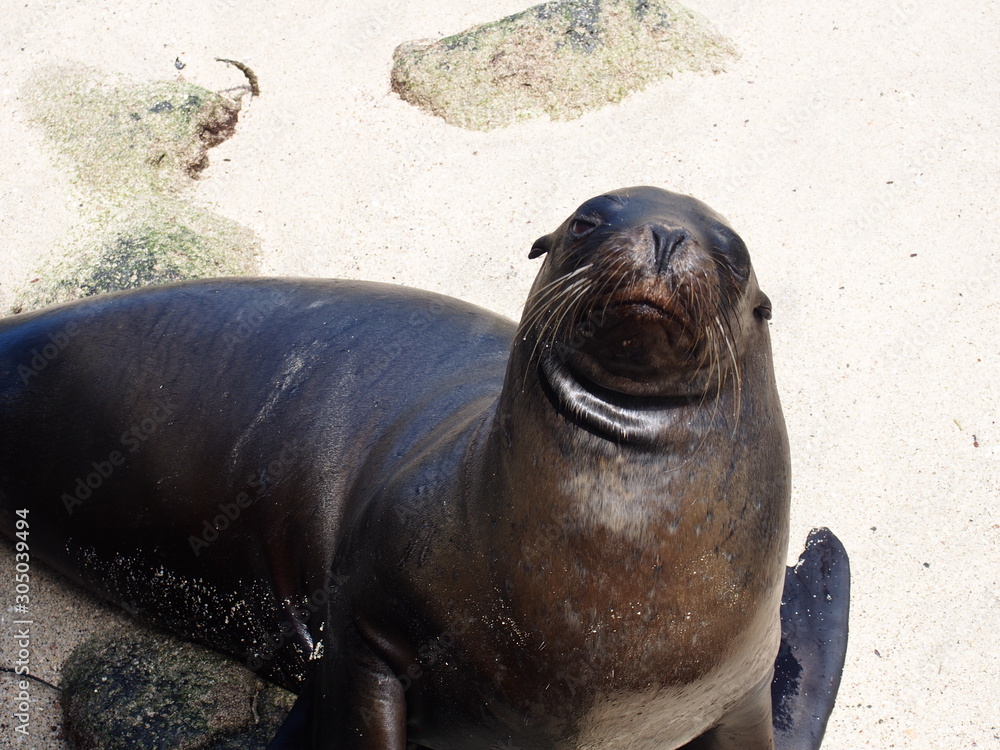 Fototapeta premium A sea lion relaxing on the beach, Santa Cruz Island (Isla Santa Cruz) is one of the Galápagos Islands, Ecuador