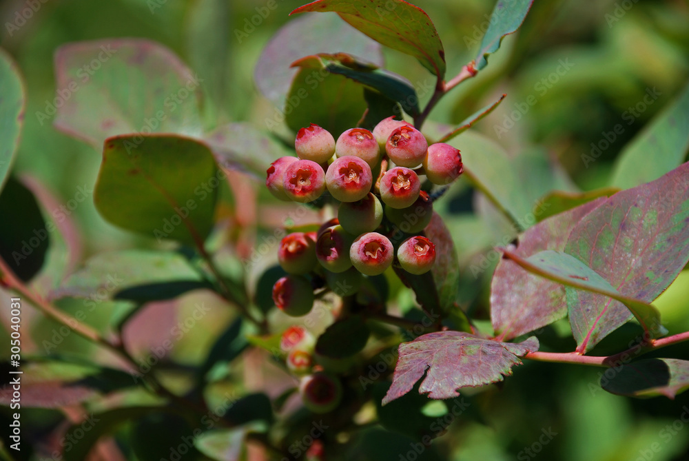 Closeup of unripe blueberries on a tree Closeup of unripe blueberries on a tree