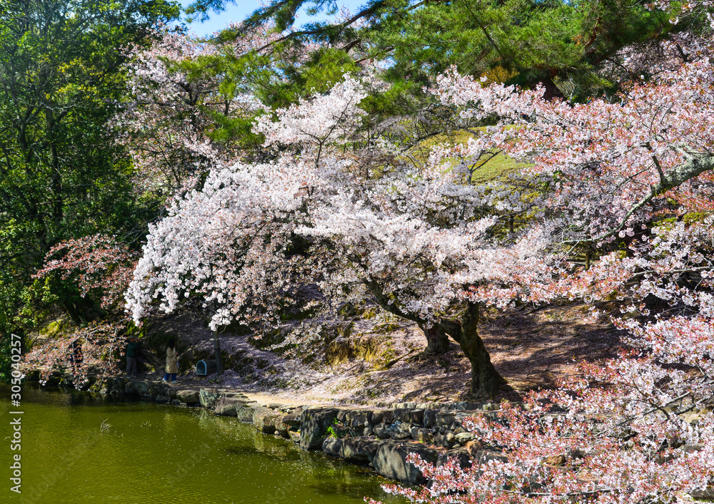 Cherry blossom (hanami) in Nara, Japan