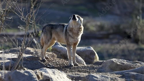 Howling of a grey wolf during the winter