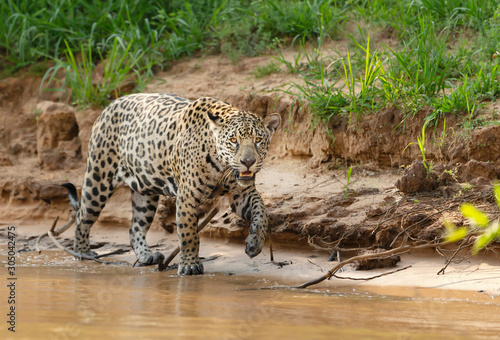 Canvas Print Close up of a Jaguar walking on a riverbank
