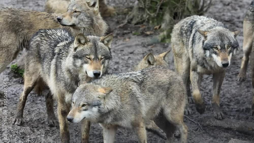 Grey wolf in the mud Grey wolf in the mud