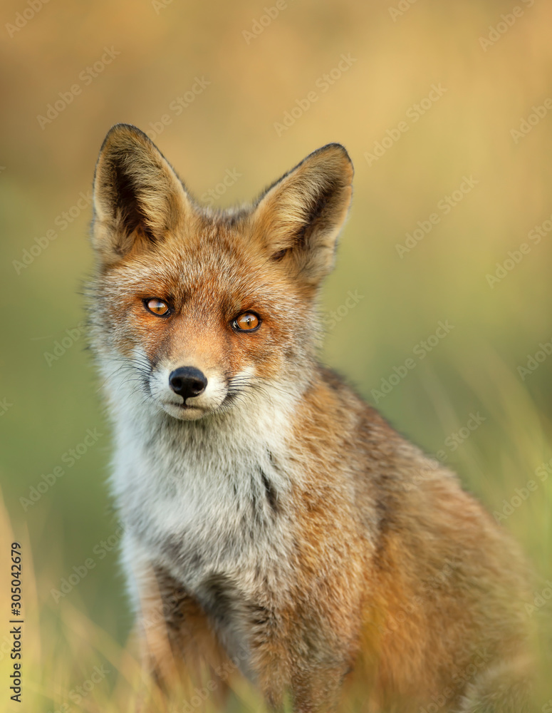 Portrait of a young red fox standing in grass