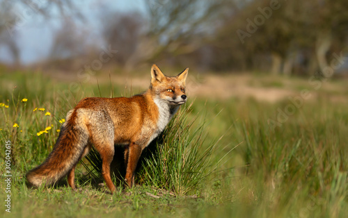 Close up of a red fox standing in meadow