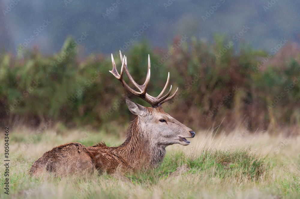 Close up of a red deer in the falling rain Close up of a red deer in the falling rain