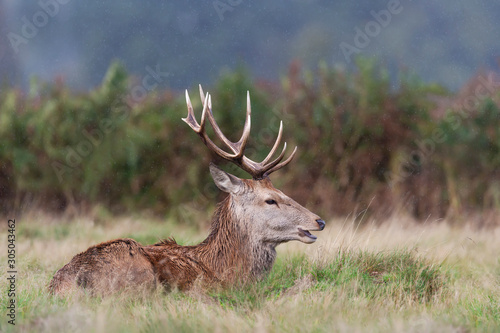 Close up of a red deer in the falling rain