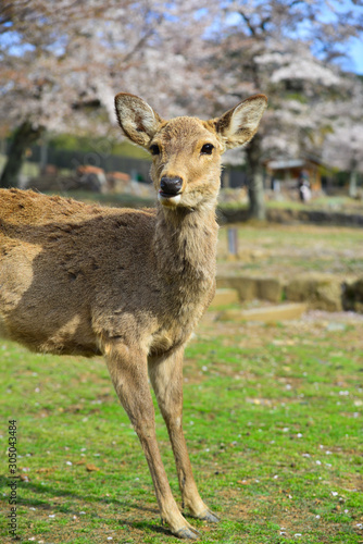 Fototapeta Naklejka Na Ścianę i Meble -  Deer at Nara Park (Japan) in the cherry blossom