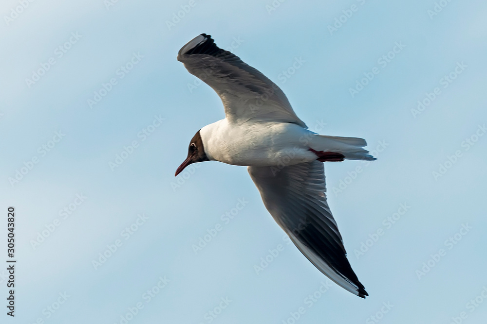 Obraz premium Gull