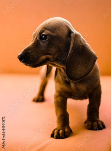 Dachshund puppy on a simple plain orange background on the couch