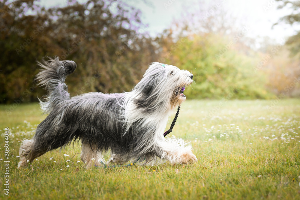bearded collie is running with his favourite toy. He is so happy and free. The sun si so beautiful. bearded collie is running with his favourite toy. He is so happy and free. The sun si so beautiful.