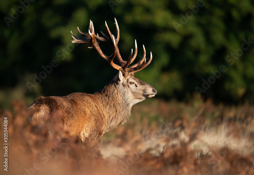 Close up of a red deer stag during rutting season © giedriius