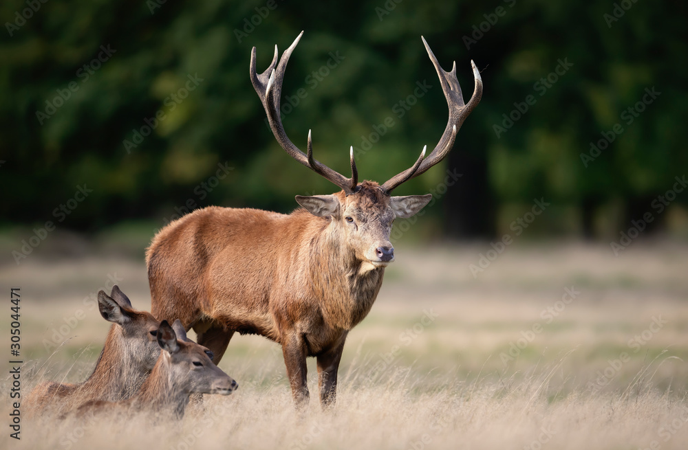 Red deer stag with hinds during rutting season