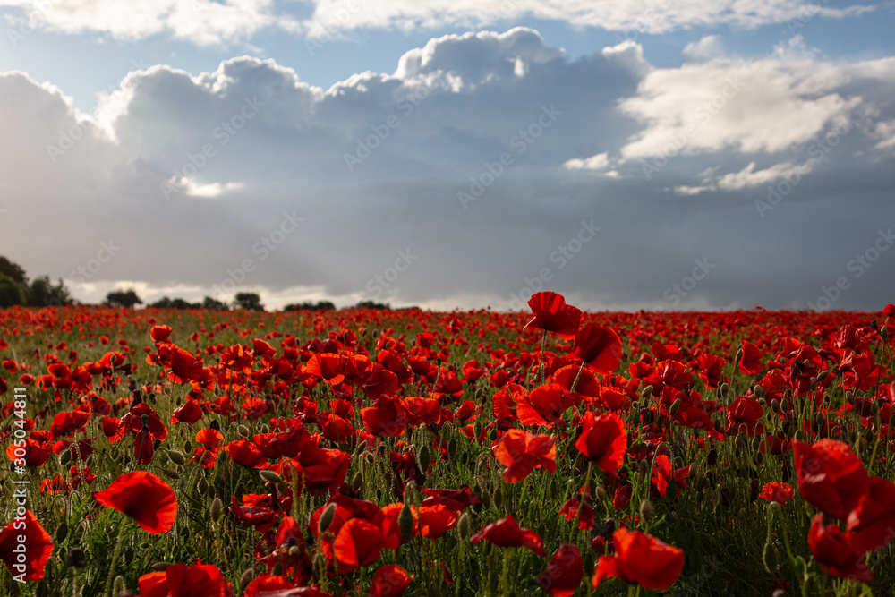 Obraz premium Sea of Poppies