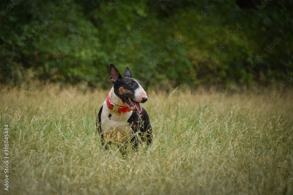 Portrait of bullterier in the nature. She looks like adult dog but she is only half year old. Portrait of bullterier in the nature. She looks like adult dog but she is only half year old.