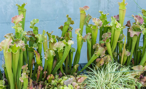 northern pitcher plant (Sarracenia purpurea), leaves photo