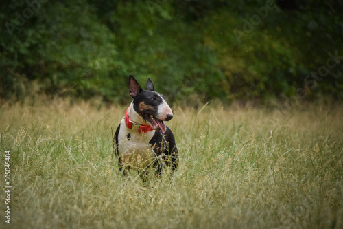 Portrait of  bullterier in the nature. She looks like adult dog but she is only half year old. photo