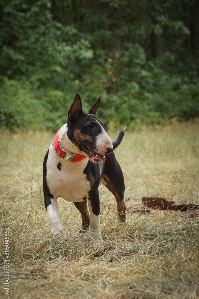 Portrait of bullterier in the nature. She looks like adult dog but she is only half year old. Portrait of bullterier in the nature. She looks like adult dog but she is only half year old.