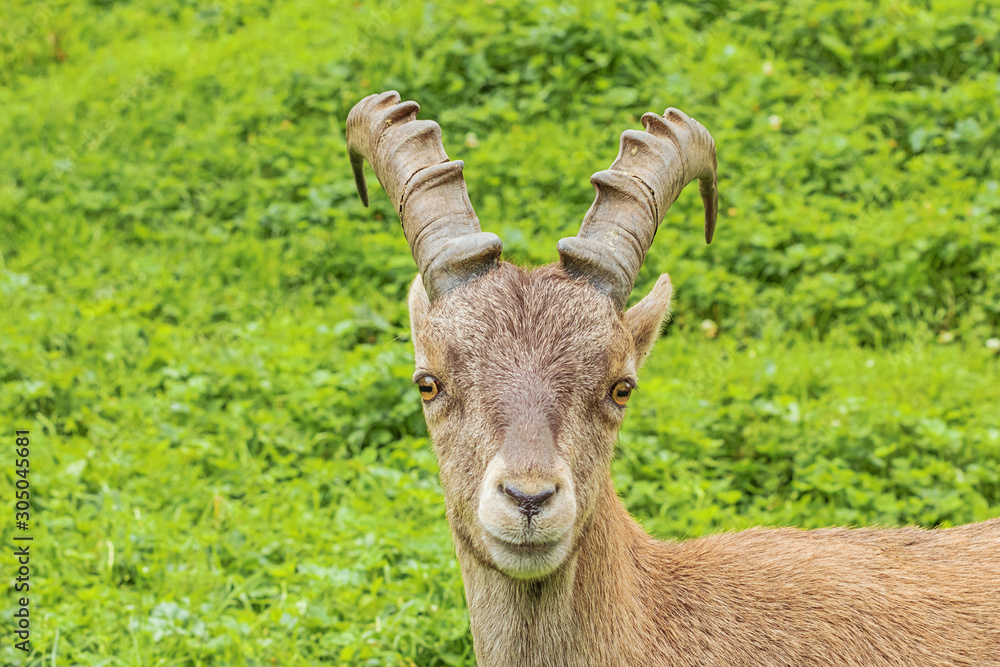 Looking straight in the eyes of an alpine ibex on a mountain slope