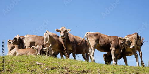 Wallpaper Mural Insekten umschwirren Rinder, Braunvieh (Bos taurus),  Alpen,  Tirol, Österreich Torontodigital.ca