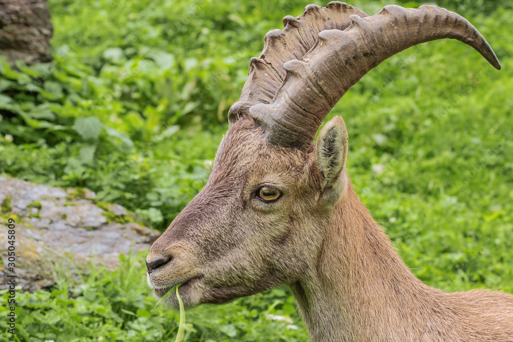 Close up of a grazing alpine ibex on a mountain slope