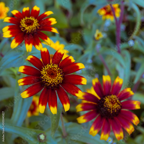 Background texture blooming flower red zinnia. Image of a bud of zinnia with red petals