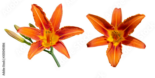 Daylily (Hemerocallis) Apricot Beauty (fulva kwanso) on a white background isolated.