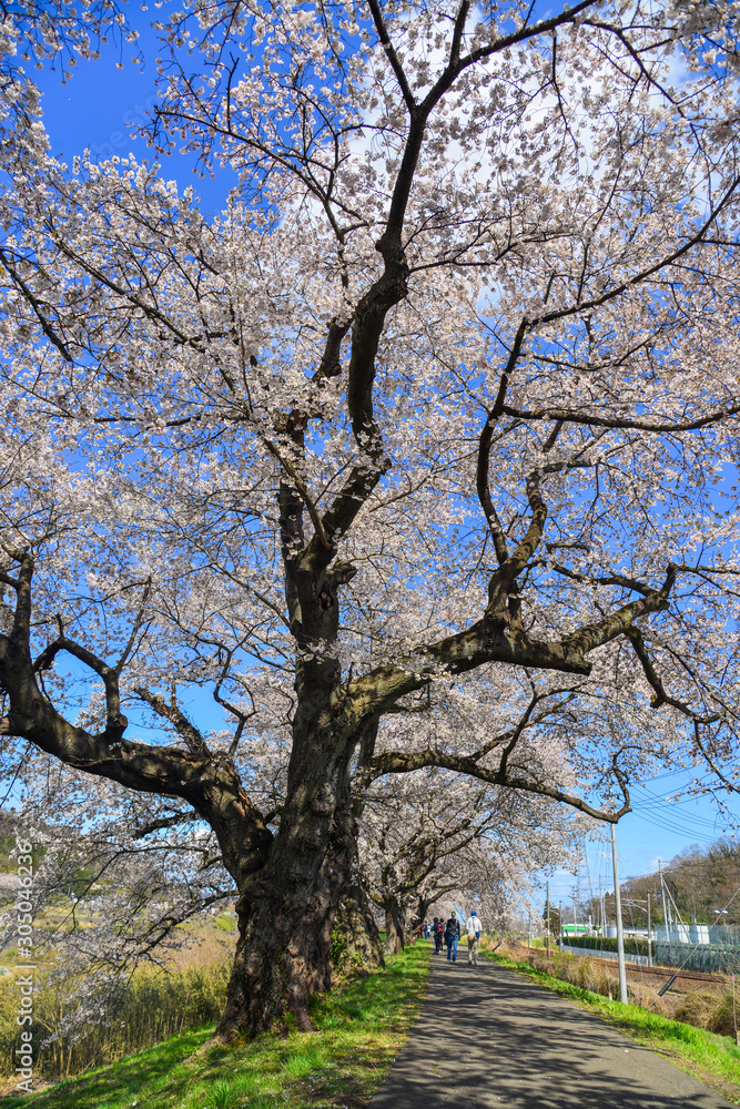 Cherry blossom (hanami) in Yoshino, Japan Cherry blossom (hanami) in Yoshino, Japan
