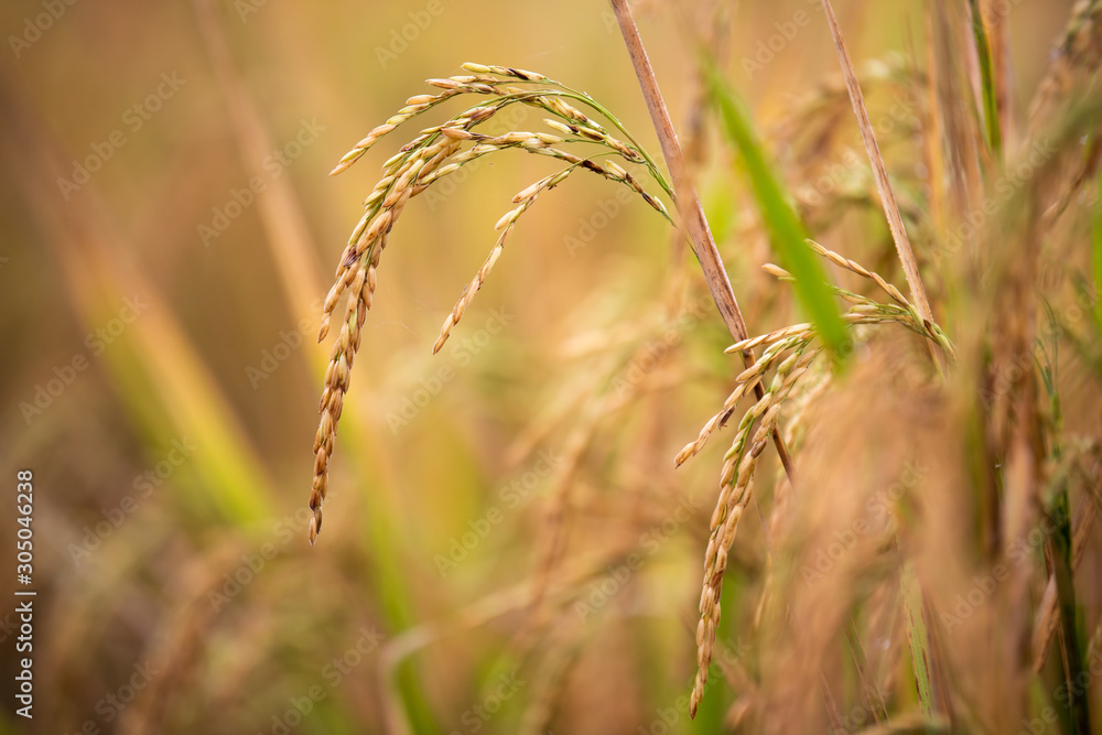 The grains are ripe, farmers are ready to collect rice from the fields,select focus. The grains are ripe, farmers are ready to collect rice from the fields,select focus.