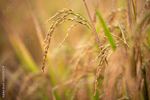 The grains are ripe, farmers are ready to collect rice from the fields,select focus.
