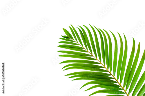 Fototapeta Naklejka Na Ścianę i Meble -  tropical and coconut leaf isolated on white background, summer background
