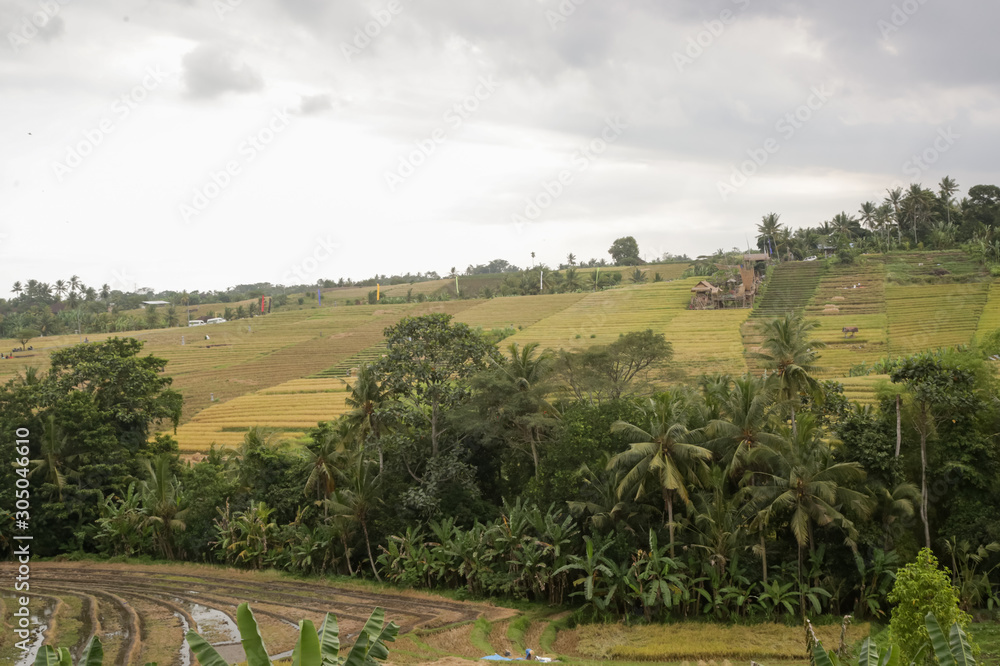 The rice fields of Jatiluwih (Bali) during the rainy season The rice fields of Jatiluwih (Bali) during the rainy season