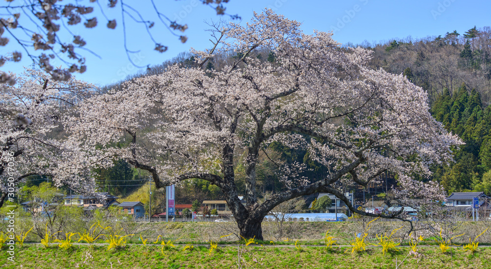 Cherry blossom (hanami) in Shiroishi, Japan Cherry blossom (hanami) in Shiroishi, Japan