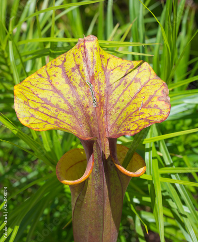 northern pitcher plant (Sarracenia purpurea), leaves photo