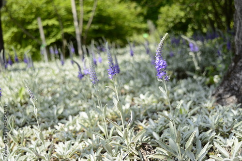 Closeup veronica spicata incana known as spiked speedwell with blurred background in summer garden photo