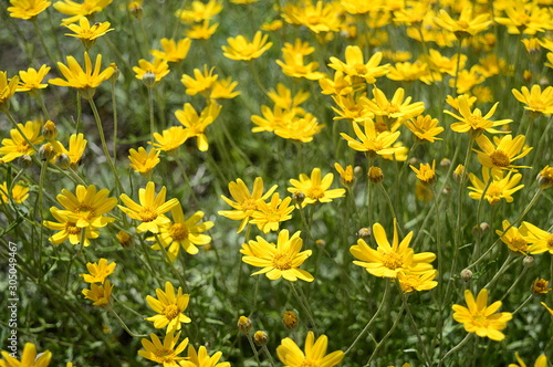 Closeup Eriophyllum lanatum known as Oregon sunshine with blurred background in summer garden