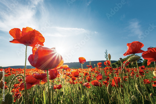 poppy field on a sunny afternoon. beautiful countryside with red flowers in mountains. bright blue sky with fluffy clouds. summer outdoors happy days memories concept