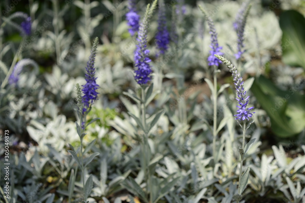 Closeup veronica spicata incana known as spiked speedwell with blurred background in summer garden Closeup veronica spicata incana known as spiked speedwell with blurred background in summer garden