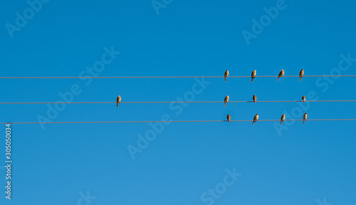 Small birds on wires. Join our team concept. © 22Imagesstudio