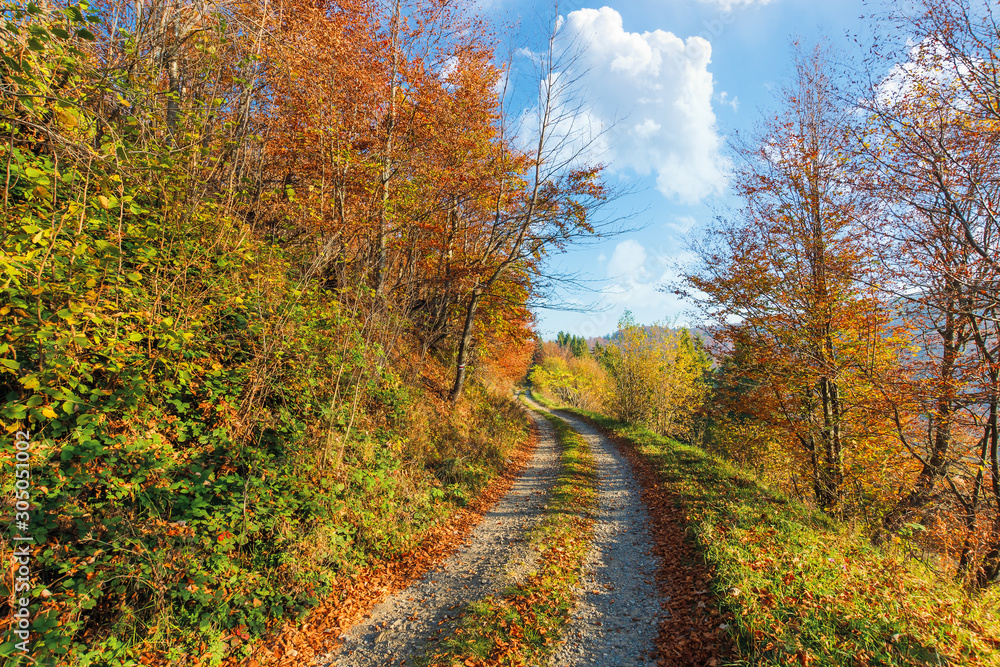 country road through forest in autumn. beautiful countryside landscape at sunrise. orange and red foliage on the trees. blue sky with fluffy clouds