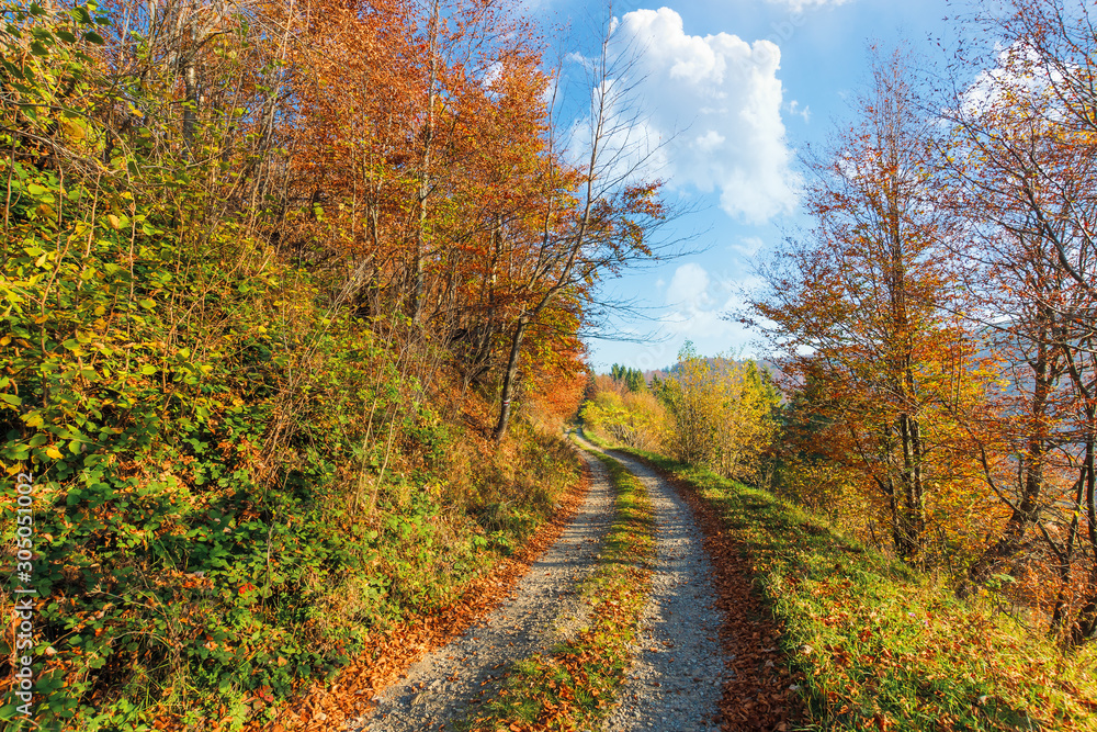 country road through forest in autumn. beautiful countryside landscape at sunrise. orange and red foliage on the trees. blue sky with fluffy clouds country road through forest in autumn. beautiful countryside landscape at sunrise. orange and red foliage on the trees. blue sky with fluffy clouds