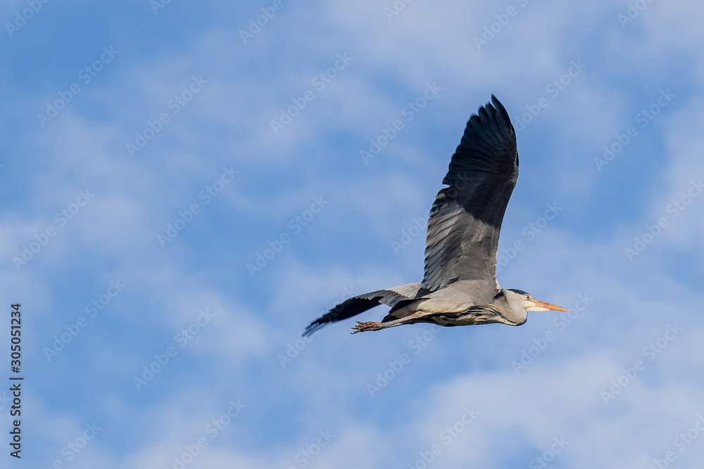 Obraz premium Grey Heron in flight