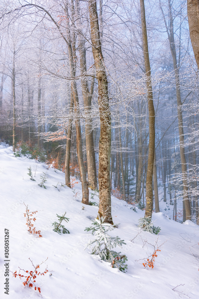 magical winter nature scenery in the morning. beautiful foggy weather in the primeval beech forest of carpathians. leafless trees in hoarfrost. sunny and hazy weather. fairy tale environment magical winter nature scenery in the morning. beautiful foggy weather in the primeval beech forest of carpathians. leafless trees in hoarfrost. sunny and hazy weather. fairy tale environment