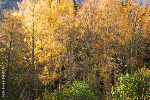 Colourful autumn foliage lit up by natural light in mixed woodland  Perth and Kinross  Scotland.