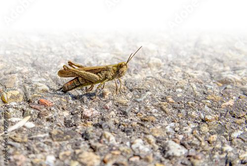 brown grasshopper