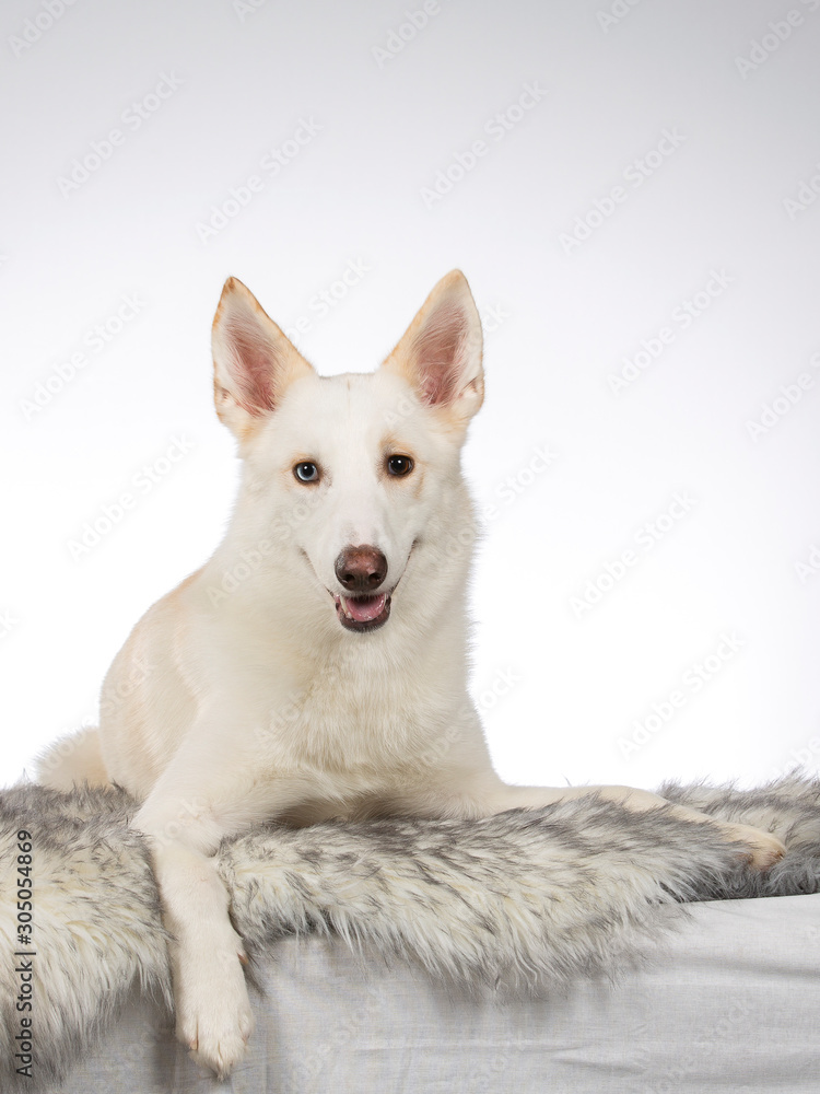 White dog posing in an indoor studio. The dog has heterochromia eyes.